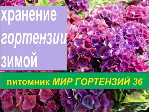 Видео: Зимовка крупнолистной гортензии (подготовка и  хранение)