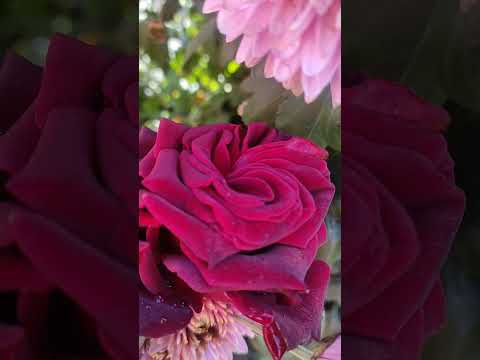 Видео: Корейские хризантемы после ночных заморозков 😰