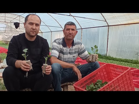 Видео: Тарвуз КУЧАТИНИ тугри тайорлаш хакида.