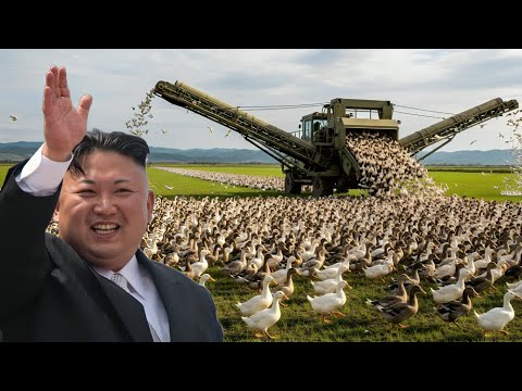 Видео: Северная Корея Выпустила Тысячи Уток в Поля — Итог шокировал учёных