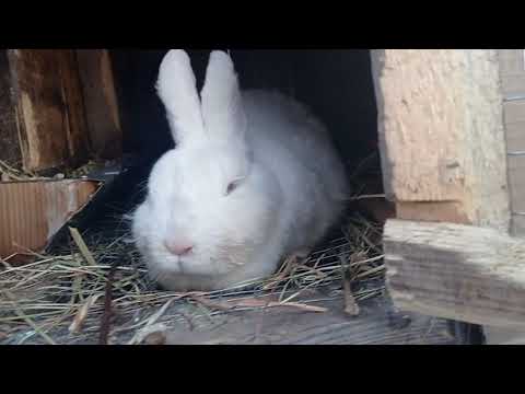 Видео: Обзор кроликов. Как выбрать хорошего кролика на племя.