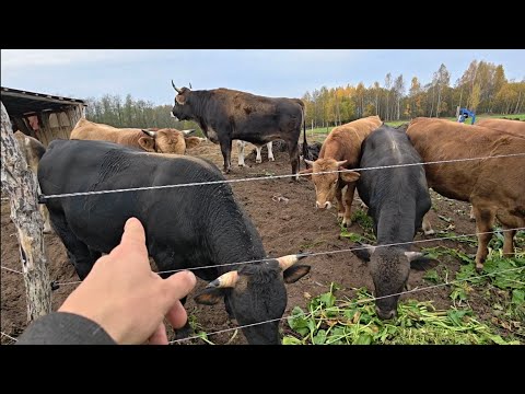 Видео: Пастбищный сезон заканчивается. Заготовка сочных кормов для коров.