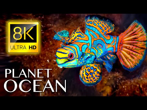 Видео: ПЛАНЕТА ОКЕАН в 8K ULTRA HD