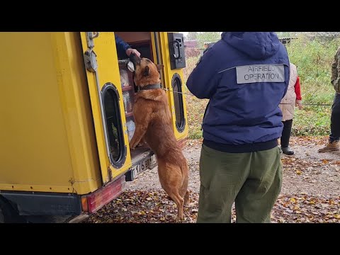 Видео: Утро у автолавки, в Орхидейной перед отъездом и тепло Избушки