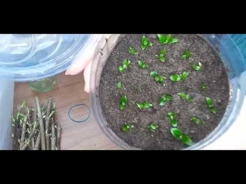 Видео: Самый лучший способ черенкования ГОРТЕНЗИИ ЛАЙМЛАЙТ. Январь месяц, начинаем черенкование.