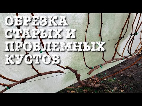 Видео: ОБРЕЗКА СТАРЫХ КУСТОВ ВИНОГРАДА. КАК ОМОЛОДИТЬ КУСТ И ОБНОВИТЬ РУКАВА.