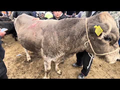 Видео: Букалар баасы/ Каракол мал базар/ 19-октябрь