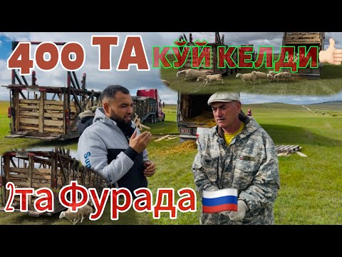 Видео: “400 та қўйни туширишда нималар рўй беради?”🇷🇺#чорвачилик #узбекистан #рекомендация #куйлик #ферма 
