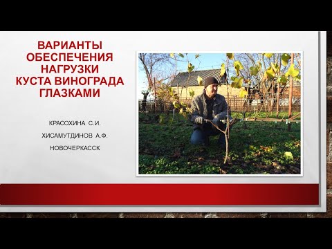 Видео: Варианты обеспечения кустов винограда нагрузкой глазками@Krasokhina