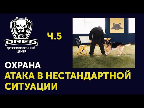Видео: Атака нарушителя в необычной ситуации | Фас / Чужой | Наработка хватки с собаками | Охрана ч.5