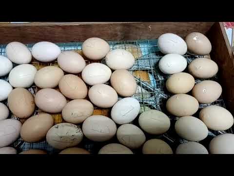 Видео: Ошибки при инкубации куриных яиц. Переворот 2 раза в сутки утром и вечером.