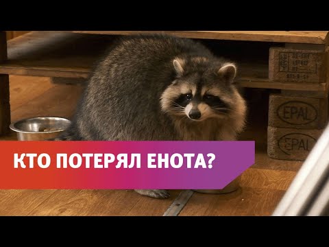 Видео: Недавно на улицах Оренбурга прохожие заметили пробегающего енота