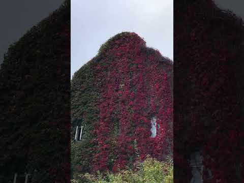 Видео: Светлогорск осенью 16.10.2025  (Svetlogorsk in autumn)