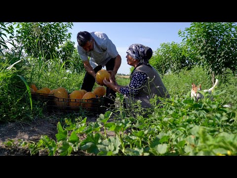 Видео: Сладкий Урожай: 🍈 Сбор Дыни и Приготовление Сиропа в Деревне 🍯🌾