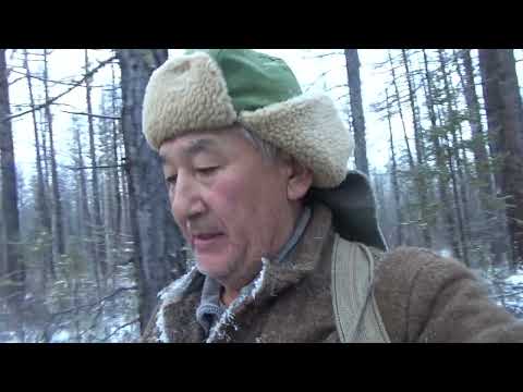 Видео: Охота на соболя 3. Один в тайге.Р