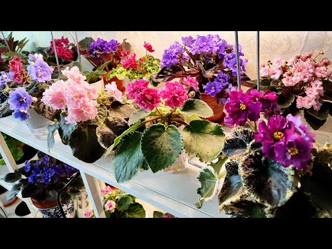 Видео: Обзор цветения фиалок в начале весны