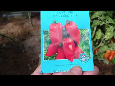 Видео: Обзор томатов сезона 2025