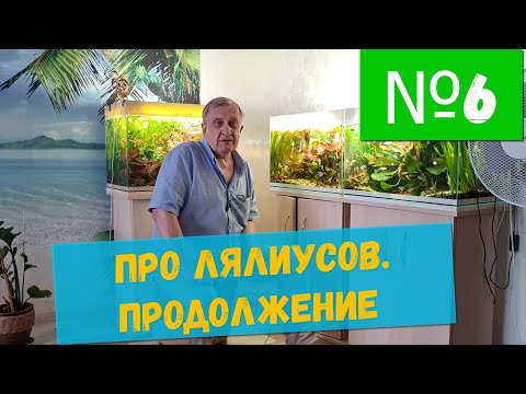 Видео: #6 Про лялиусов. Продолжение  / Аквариумистика с Геннадием Посейдонычем