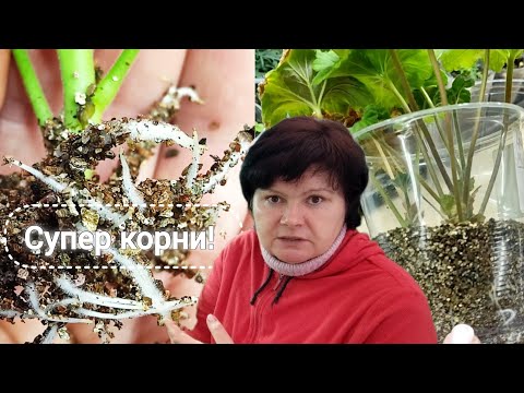 Видео: Укоренились незрелые черенки!  Отличие водяных корней.