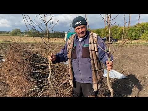 Видео: Саженцы Груши на полукарликовом  подвое айвы, сорта Янис и Яблунивська