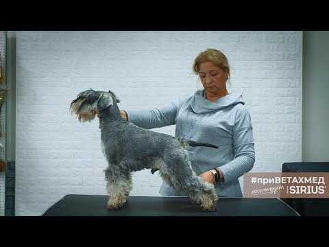 Видео: Основы хендлинга // #приВЕТАХМЕД