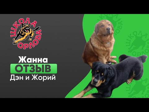 Видео: Два бурят-монгольских волкодава охотились на людей. Как остановить?