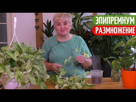 Видео: РАЗМНОЖАЮ ЭПИПРЕМНУМ (Сциндапсус) Черенками. Мои цветы. Мой опыт.