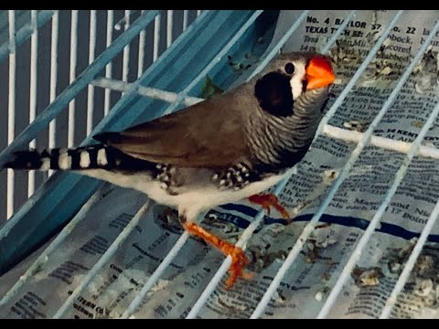 Видео: Зебровая амадина размножается «слишком много детенышей»