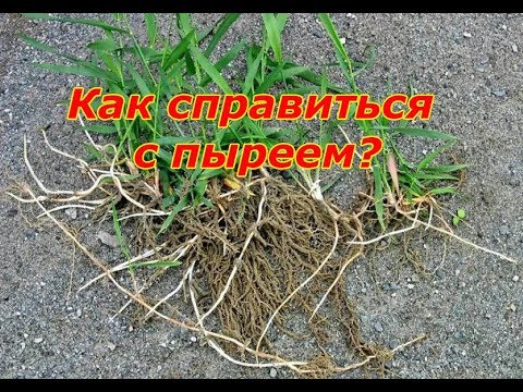 Видео: Как справиться с пыреем?