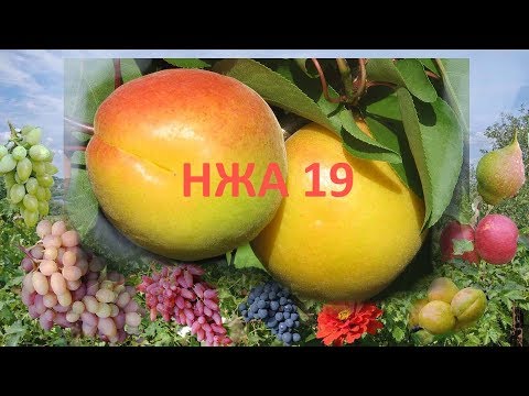 Видео: @Крупный абрикос, вкусный абрикос. Сорт НЖА 19