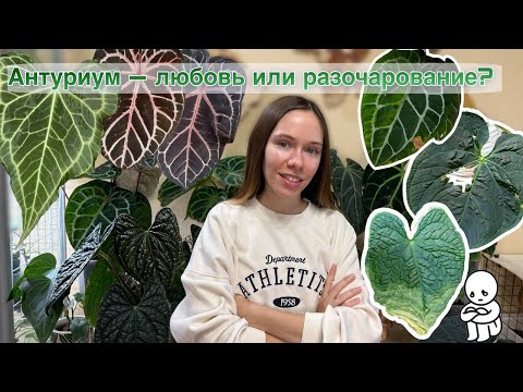 Видео: Я обожала антуриумы... пока не поняла это. Почему я больше не покупаю Антуриумы?