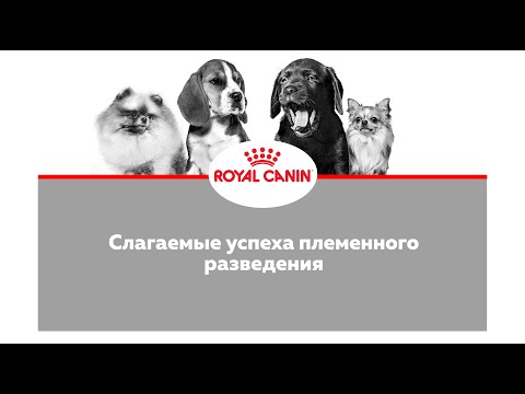 Видео: Развитие и формирование здоровой собаки.