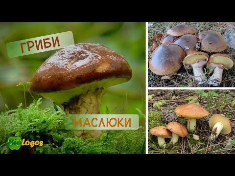 Видео: Гриби маслюки