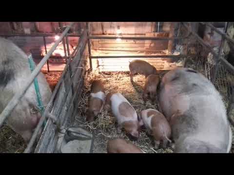Видео: Кормящая свиноматка упала на задние лапы. Нехватка кальция в организме свиноматки.