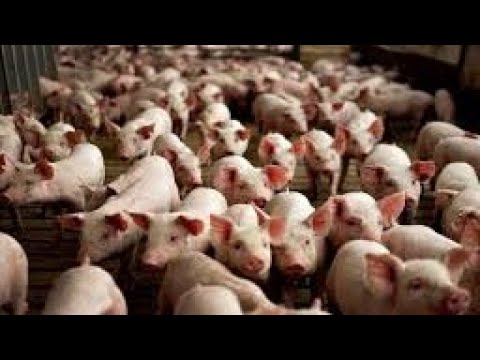 Видео: Свинячий бізнес// Ціни на зерно🌾//Жива вага🐖//ЕКО м'ясо 🥩🥩🥩