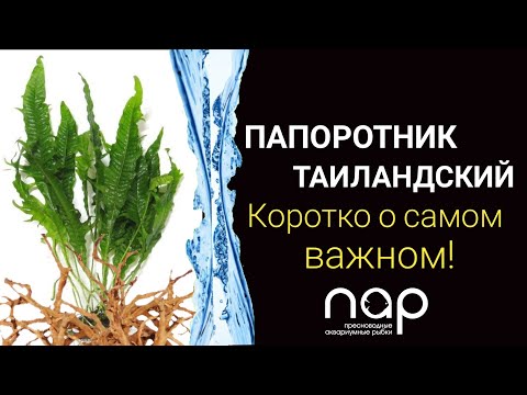 Видео: Папоротник таиландский. Самое важное.