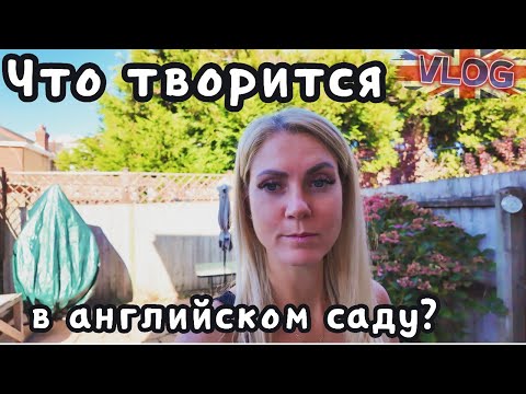 Видео: VLOG🇬🇧Осень, а клубника цветёт 🌸 Будний день в Англии: школа, дом, сад и тренировки|8.09.25