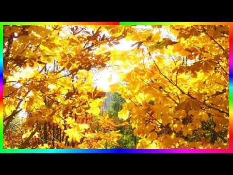 Видео: Золотая осень Осенние зарисовки Музыка для души 🍂🍁