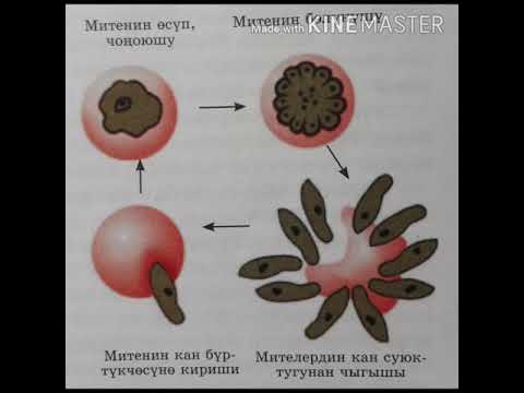 Видео: Бир клеткалуулардын класстары, жалпы мүнөздөмөсү
