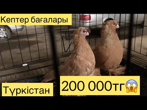 Видео: Кептер базар.Кептер бағалары.Түркістан