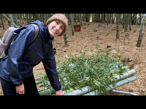 Видео: Рубим бамбук в горах родителей Изуми