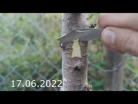 Видео: прививка черешни в сентябре и что будет с ней через год