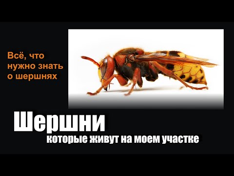 Видео: ШЕРШНИ обыкновенные. Всё, что нужно знать про шершней. Насколько опасны, каковы повадки.