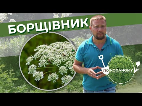 Видео: Борщівник | По копаному | Другий сезон | Випуск 3