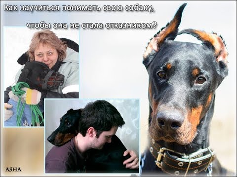 Видео: СЕМИНАР DOBERHELP: "Проблемы поведения: Отказник или собака из приюта"