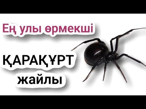 Видео: Қарақұрт шақса не істеу керек?Алғашқы көмек.