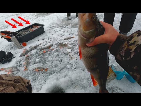 Видео: КИЛОГРАМОВЫЕ ОКУНИ НЕ ЛЕЗУТ В 150 ЛУНКИ! БЕШЕННЫЙ КЛЁВ КРУПНЯКА!!! Зимняя рыбалка 2023