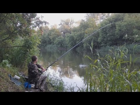 Видео: Эти ЯЗИ Гнут удочку В ДУГУ. Рыбалка На ПОПЛАВОК в Июне!