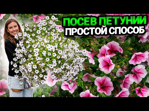 Видео: ПОСЕВ СЕМЯН ПЕТУНИИ НА РАССАДУ - 100% ВСХОЖЕСТЬ