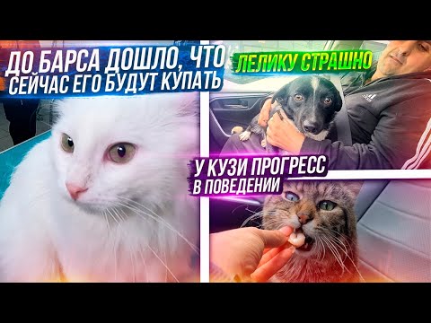 Видео: Отвезли ВСЕХ к грумеру? Кузя не кусает больше пальцы и реагирует на звук. Лелик очень ищет МАМ и ПАП